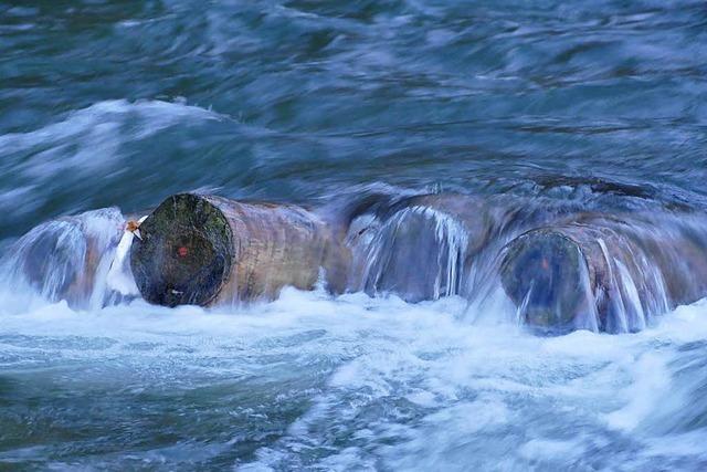 Das bewirkt die Renaturierung der Wiese