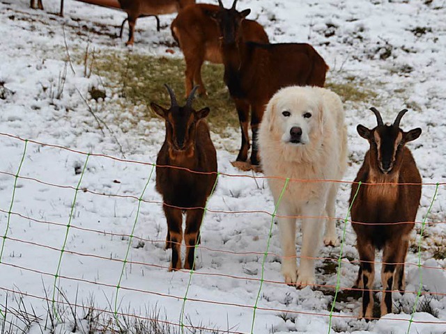 Aufmerksam verfolgt Herdenschutzhund L...lreichen Besucher im Auge zu behalten.  | Foto: Christiane Sahli