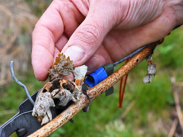 Braune Bltter. So sahen viele Triebe ...s, der Frost hinterlie seine Spuren.   | Foto: Jonas Hirt