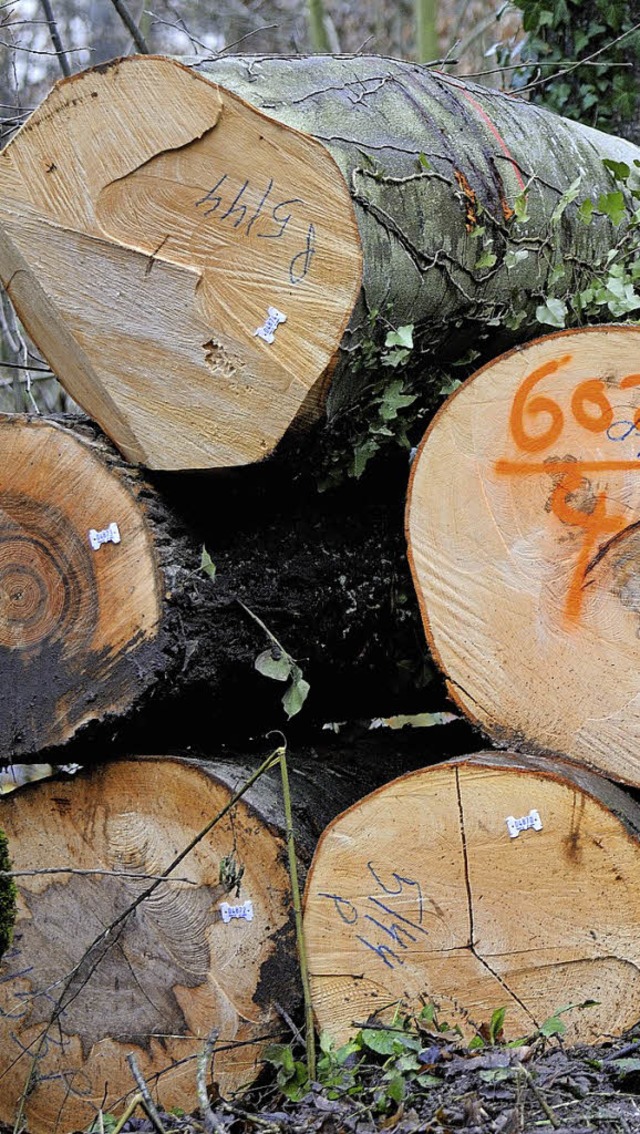 Vor allem Buchen sollen im Herbolzheimer Stadtwald geschlagen werden.   | Foto: Archivfoto: Gollrad