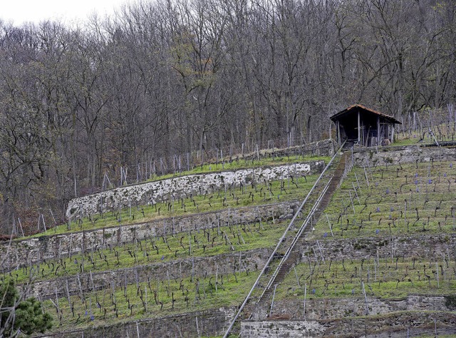 Wald und Reben, aber keine Wiesen und ...ieht&#8217;s aus auf dem Schlossberg.   | Foto: Ingo Schneider