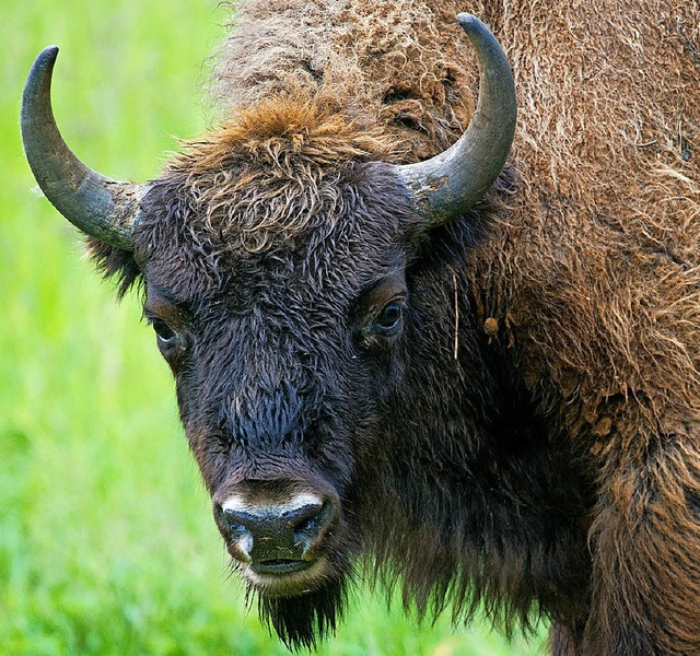 Kommt der Wisent in den Schwarzwald?   | Foto: dpa