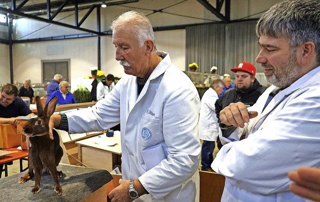 &#8222;Vorzglich&#8220; oder doch nur...diesem Kaninchen muss der Obmann ran.   | Foto: Julius Steckmeister