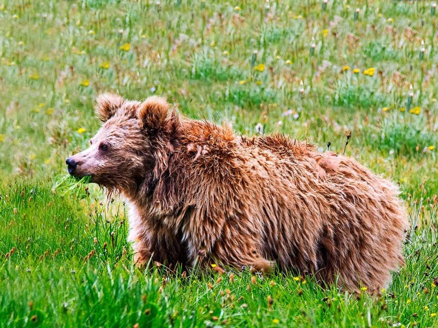 Kein Yeti, sondern ein Br.  | Foto: dpa