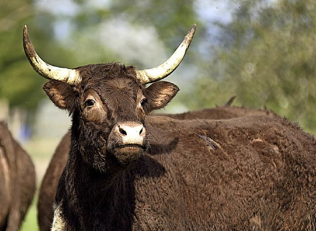 Fr die Rinder in den Wilden Weiden  werden Furten angelegt.   | Foto: T. Kaiser