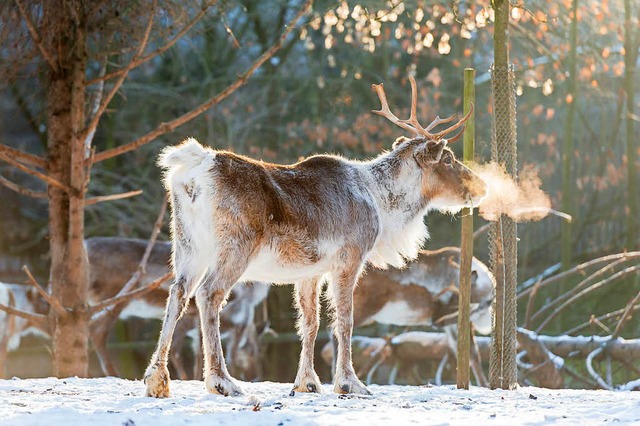 Die Rentiere haben ein flauschig-warmes Fell.  | Foto: Zoo Basel (Torben Weber)