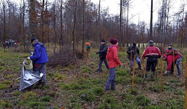 Viele freiwillige Helfer und Helferinn... Bume fr die Aufforstung gepflanzt.   | Foto: Dieter Fink