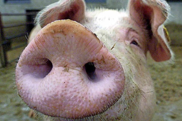 Kein Schwein mehr wird in Regie der St...en Jahres in Rudenberg geschlachtet.    | Foto: dpa (Roland Weihrauch)/Tanja Bury