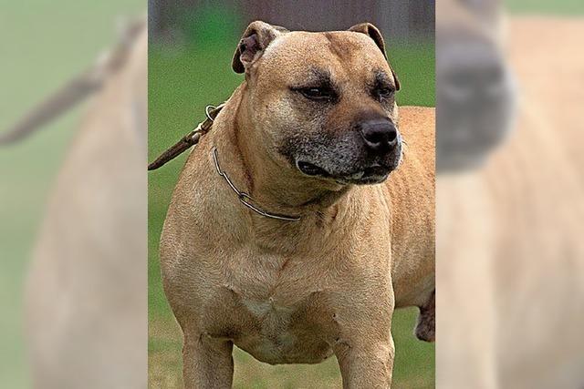 Spezielle Hundesteuer fr Kampfhunde