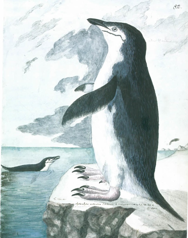 Georg Forster: &#8222;Kehlstreifenpinguin&#8220; (1773)   | Foto: Natural Museum