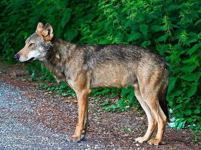 Die Spekulationen um einen Wolf, der e...rissen haben soll, schieen ins Leere.  | Foto: dpa