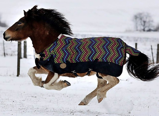 Ponys stehen auf  Wunschzetteln ziemlich weit oben.   | Foto: dpa