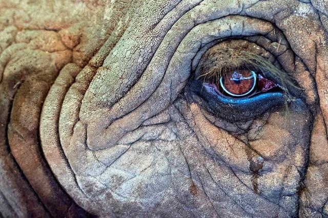 Europa-Park streicht nach Shitstorm die Elefanten aus der Zirkus-Revue