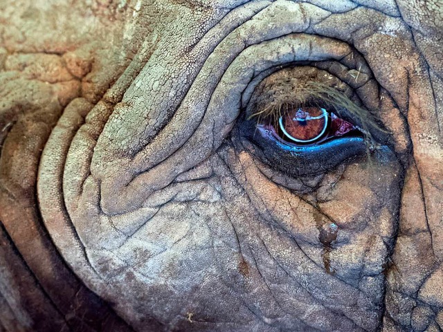 Elefanten knnen ihre Kunststcke nicht zeigen.  | Foto: dpa