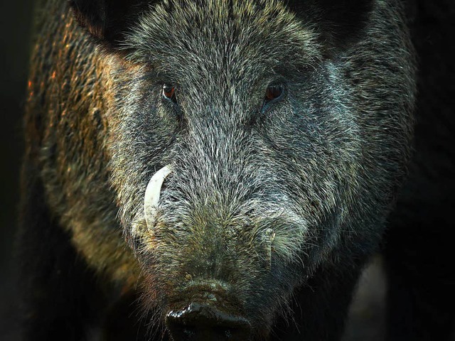 Mit Wildschweinen ist nicht zu spaen.   | Foto: taviphoto (adobe.com)