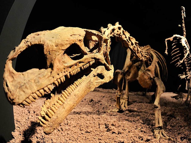 Von Plateosauriern, hier ein Prachtexe...zweiten Mal ein Raubsaurier entdeckt.   | Foto: dpa