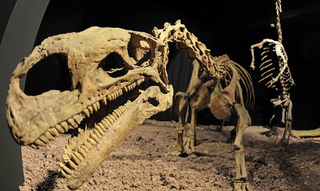 Von Plateosauriern, hier ein Prachtexe...zweiten Mal ein Raubsaurier entdeckt.   | Foto: dpa