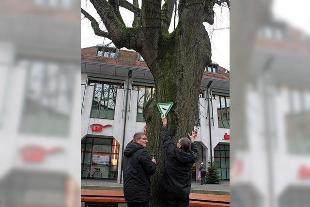 Ein Naturdenkmal mitten in der Stadt