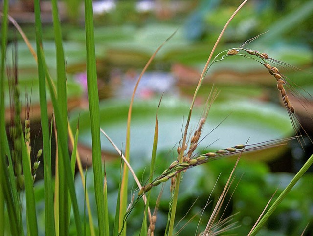 Bedroht: der wilde Reis Oryza rufipogon.   | Foto: Emma Cooper/IUCN/dpa