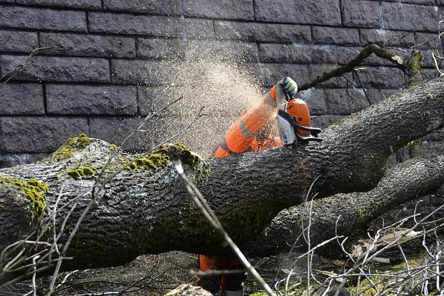 B 317 im April gesperrt: 505 Bäume müssen fallen