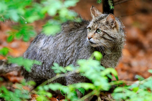 Vor zwei Jahren wurde die Wildkatze im...n und die biologische Vielfalt mehren.  | Foto: dpa