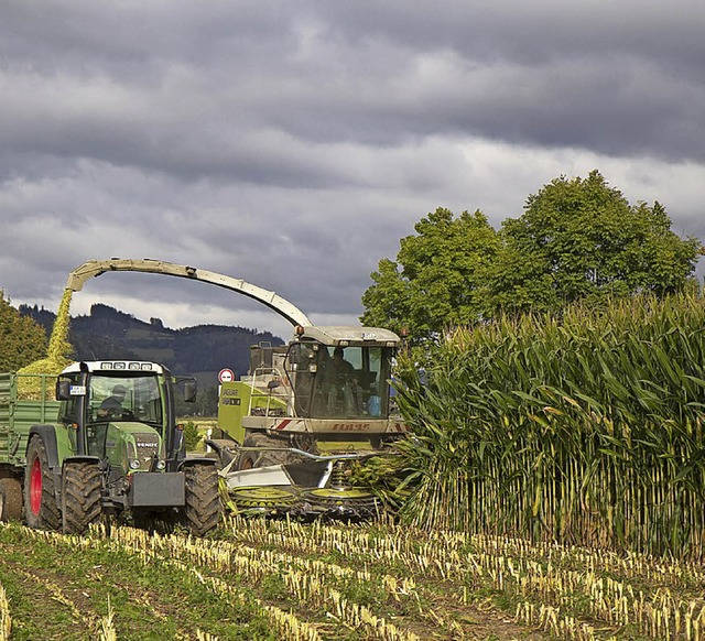 Jedes Jahr Mais ernten geht erst einmal nicht mehr.   | Foto: Daniel Fleig