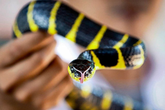 Eine giftige Mangroven-Nachtbaumnatter in einer Schlangenfarm in Bangkok.  | Foto: dpa