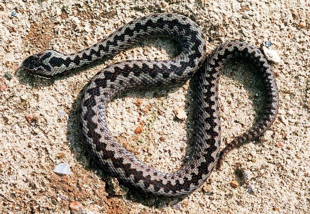 Ein von nur zwei giftigen Schlangenarten in Deutschland: die Kreuzotter.  | Foto: dpa