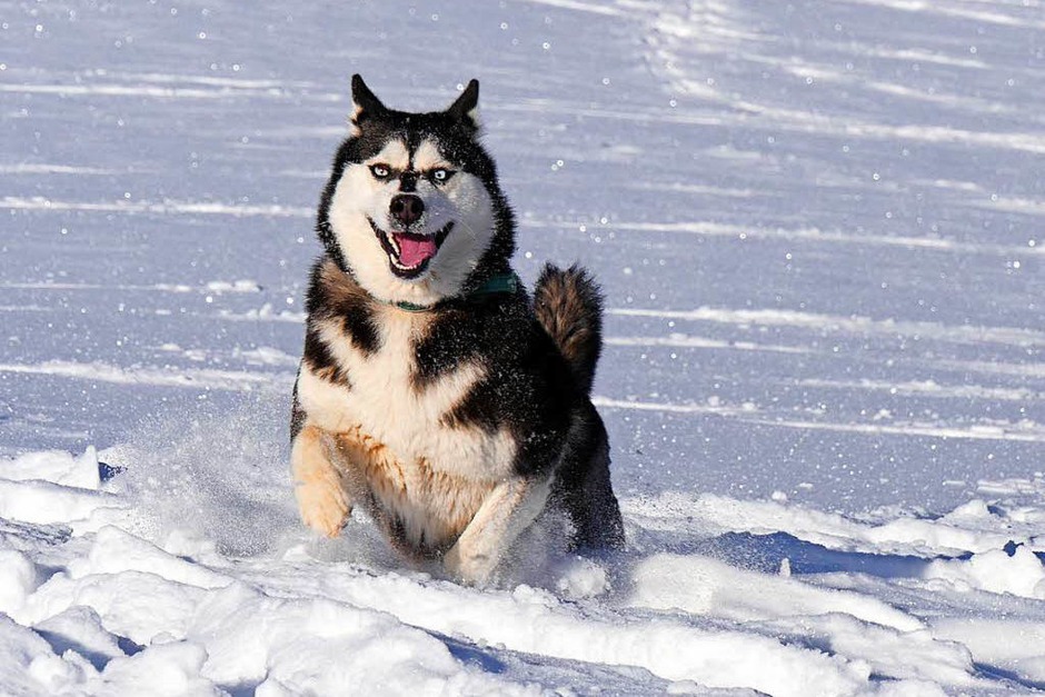 Ganz in seinem Element: Dieser Husky tobte vor Kurzem im Schnee von Geiersnest oberhalb von St. Ulrich. (Foto: Annemarie Krebs) Ganz in seinem Element: Dieser Husky tobte vor Kurzem im Schnee von Geiersnest oberhalb von St. Ulrich. (Foto: Annemarie Krebs)