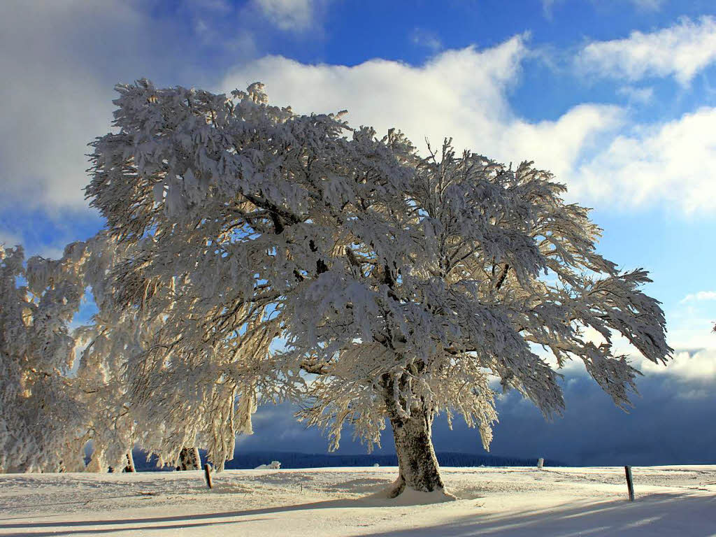 Diese magische Winterlandschaft bot sich krzlich auf dem Schauinsland in Oberried.