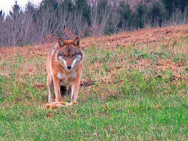 Ein Wolf steht Ende November mit seine...ad Kreuzen in sterreich. (Symbolbild)  | Foto: dpa