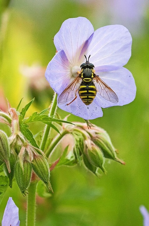 Ausgleichsmaßnahmen sollen auch dem Insektensterben entgegenwirken.  | Foto: dpa