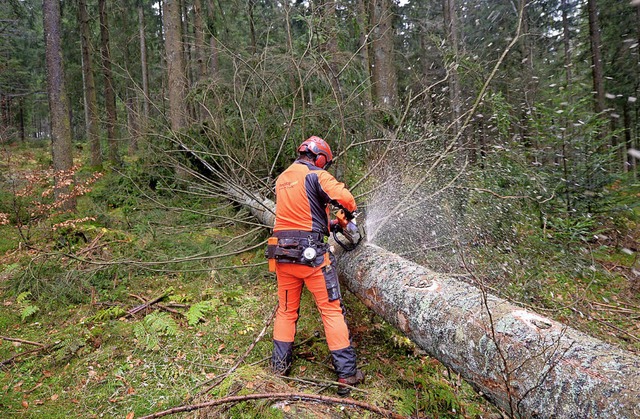 Die Forstwirte hatten 2017 im Gemeindewald einiges zu tun.   | Foto: dpa