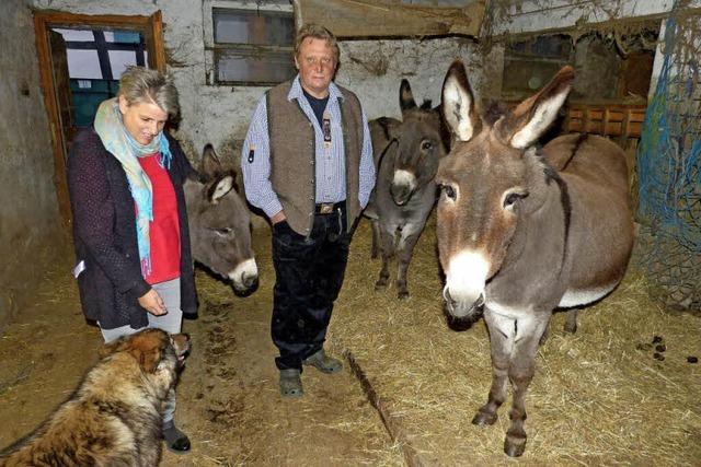 Hinter der Stalltür von Familie Ganter in March leben drei Esel
