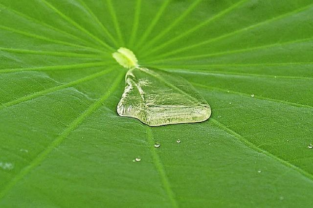 Von der Natur erfunden