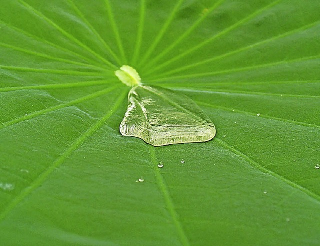 Wasser bildet auf der Oberflche des L...atts eine Perle &#8211; perlt also ab.  | Foto: H. Zell (Wikipedia)