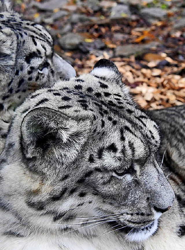 Zwei Schneeleoparden im Karlsruher Zoo   | Foto: dpa