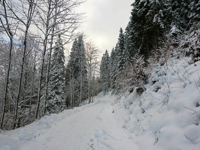 Eine Schneewanderung in Hinterzarten.  | Foto: Maike Sommer