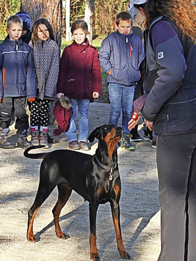 Filmstars gibt&#39;s auch auf vier Pfo...obermannhndin Nevaeh ist einer davon.  | Foto: Privat