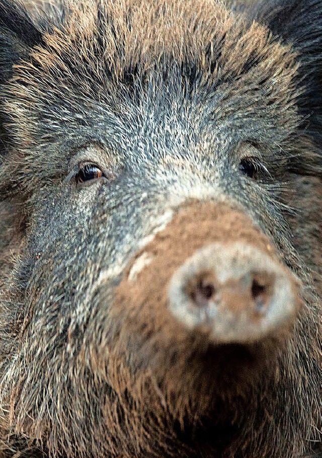 Wildschweine richten Schden im Auer Wald an.   | Foto: dpa