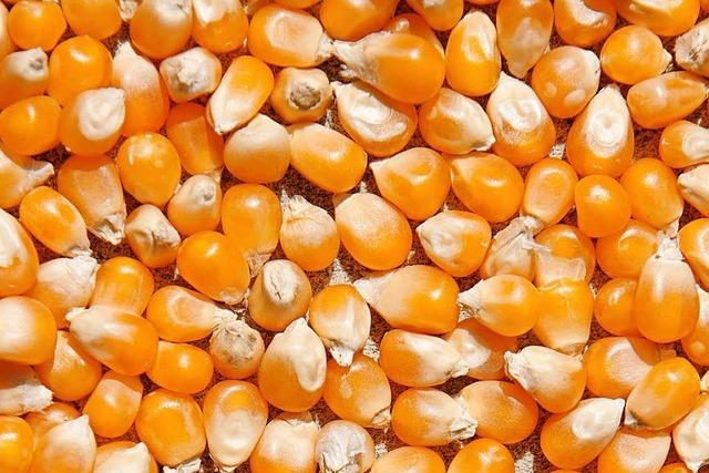Wie entsteht aus Mais Popcorn?