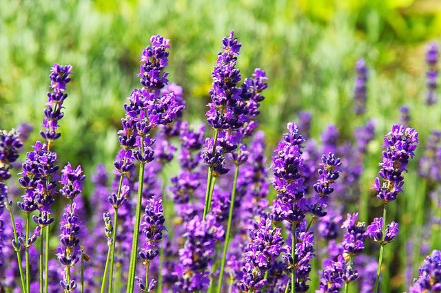 Lavendel.  | Foto: Volker Huber