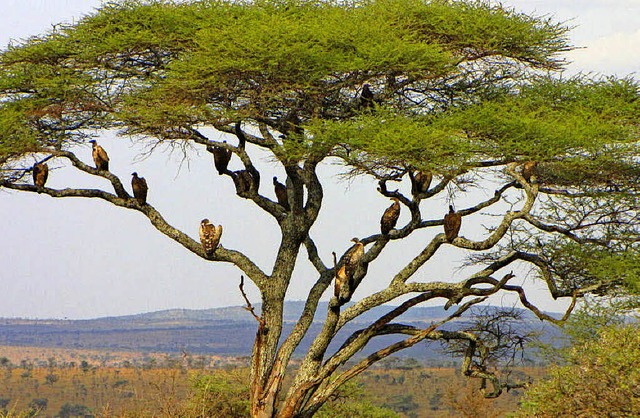 Eine Schar Geier hlt auf einem Baum Ausschau.   | Foto: Luca Kaltenbach / dpa