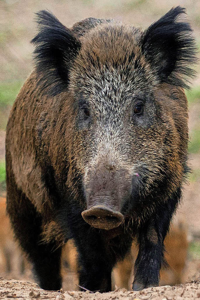 Wildschwein entfernt sich unerlaubt vom Unfallort