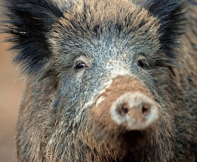 Wildschweine sind ziemlich schlau &#82...r Suche nach Wrmern und Engerlingen.   | Foto: Antonia Linder