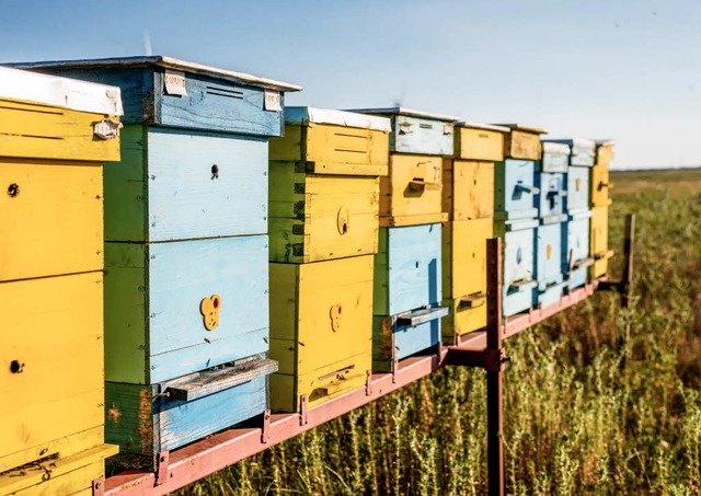 Arrangement in Gelb und Blau: Bienenksten auf dem Feld   | Foto: diyanadimitrova (adobe.com)