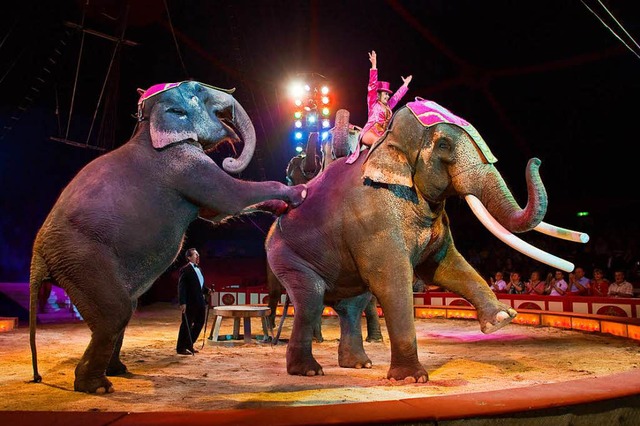 Eine Elefantendressur wie im Circus Kr..., wird es im Europa-Park nicht geben.   | Foto: dpa