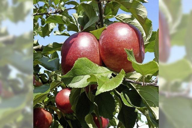 Apfelnotstand im Aargau