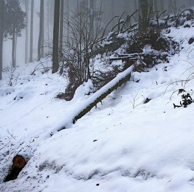 Schneebruch, welchen es in den letzten...n Waldbesitzern aufgearbeitet werden.   | Foto: Gerd Sutter