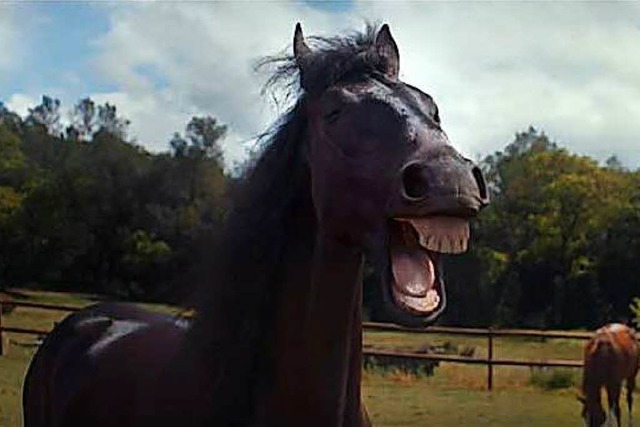 Screenshot: Dieses Pferd lacht gerade ber einen Autofahrer.  | Foto: YouTube